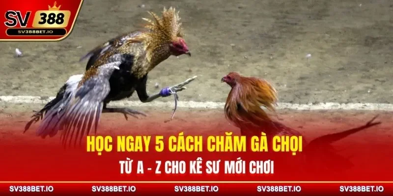 Học Ngay 5 Cách Chăm Gà Chọi Từ A – Z Cho Sư Kê Mới Chơi