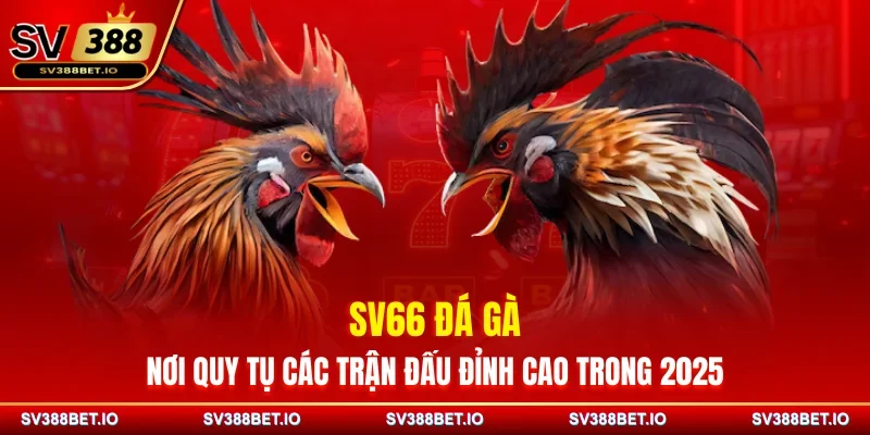 SV66 Đá Gà – Nơi Quy Tụ Các Trận Đấu Đỉnh Cao Trong 2025