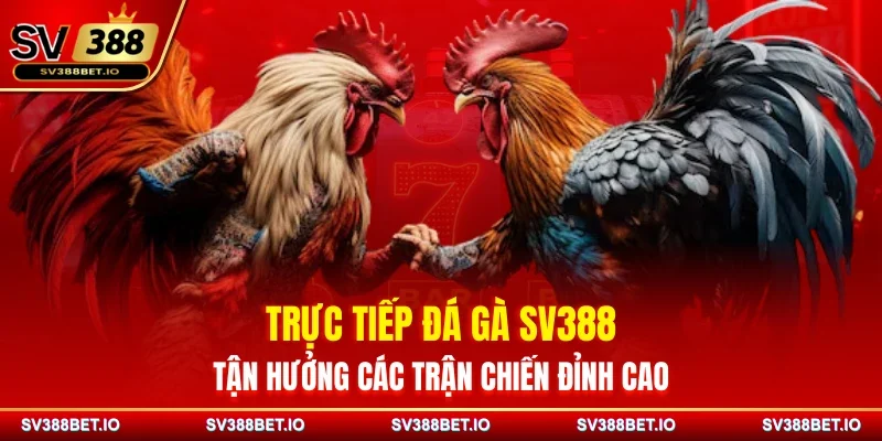Trực Tiếp Đá Gà SV388 – Tận Hưởng Các Trận Chiến Đỉnh Cao